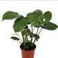 Monstera deliciosa - Swiss Cheese Plant