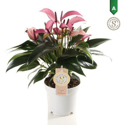 Anthurium Zizou Fuchsia - Fuchsia Flamingo Plant