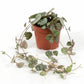 Ceropegia woodii - String of Hearts
