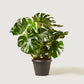 Monstera deliciosa - Swiss Cheese Plant