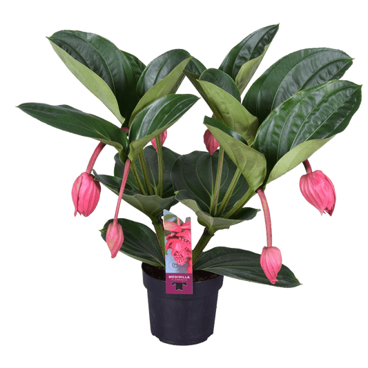 Medinilla magnifica - Rose Grape