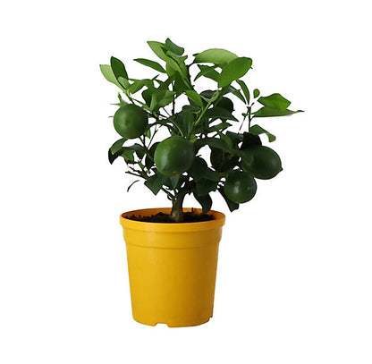 Lemon tree