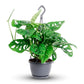 Monstera adansonii - Monkey leaf