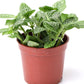 Fittonia - Nerve Plant