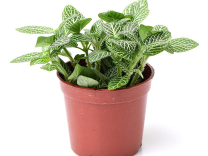 Fittonia - Nerve Plant