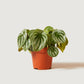 Peperomia argyreia - Watermelon Peperomia