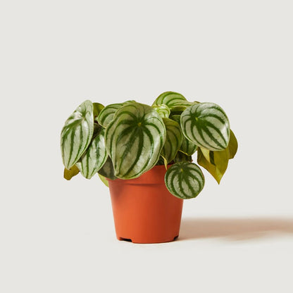 Peperomia argyreia - Watermelon Peperomia