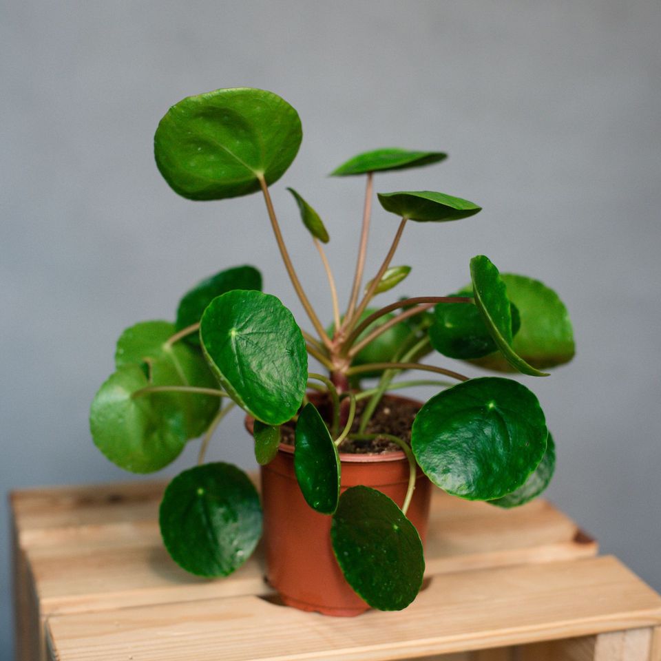 Pilea peperomioides - Chinese Money Plant