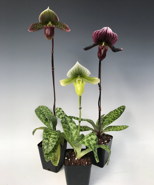Paphiopedilum maudiae - Slipper Orchid