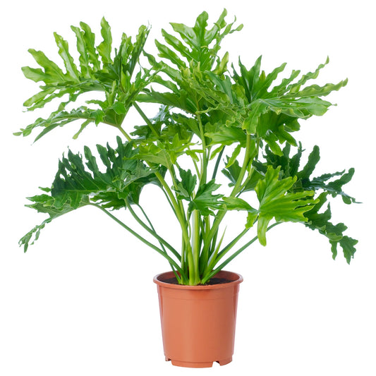 Philodendron Selloun Hope