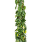Philodendron Scandens Brasil - Heartleaf Philodendron