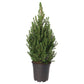 Picea glauca conica - Dwarf Alberta Spruce Tree