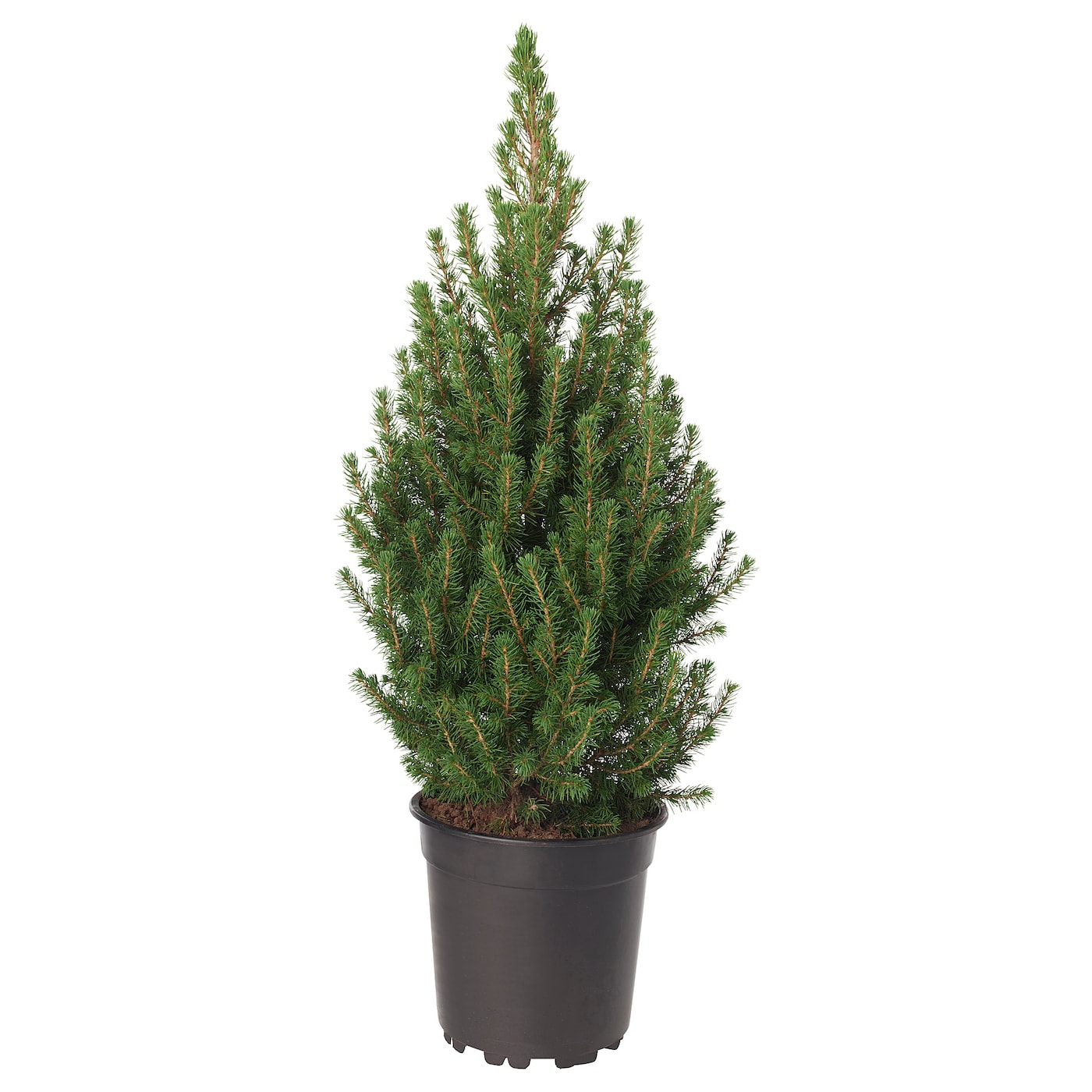 Picea glauca conica - Dwarf Alberta Spruce Tree