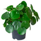 Pilea peperomioides - Chinese Money Plant