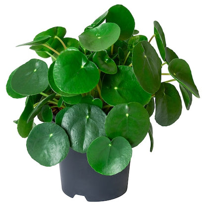 Pilea peperomioides - Chinese Money Plant