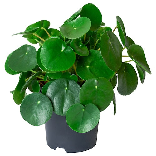 ikea chinese money plant Pilea peperomioides
