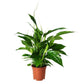 Spathiphyllum Alana- Peace Lilly