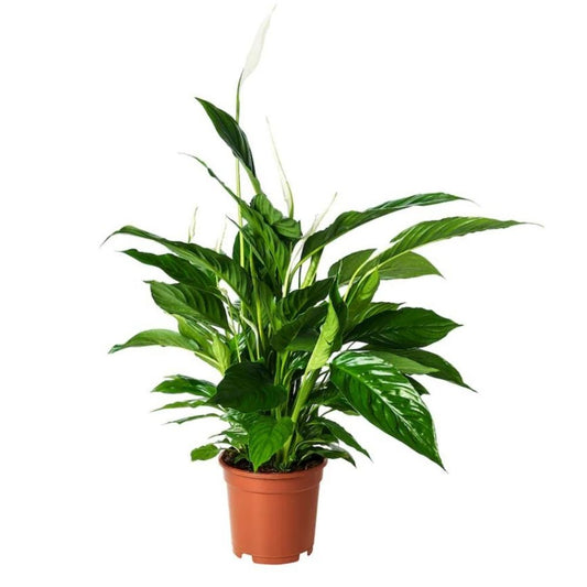 Spathiphyllum Alana- Peace Lilly