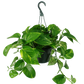Epipremnum aureum - Golden Pothos