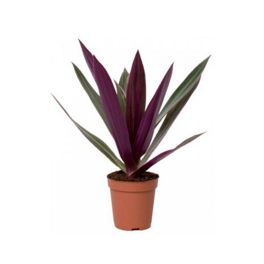 Tradescantia Spath. discolor