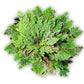 Box Rose of Jericho - Resurrection Plant