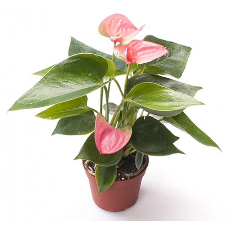 Anthurium An Sweet Dream - Pink Flamingo Plant
