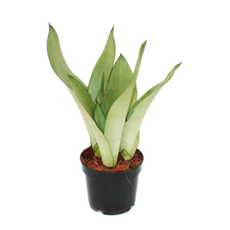 Sansevieria Moonshine