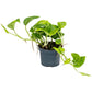 Epipremnum pinnatum Global Green- Green Pothos
