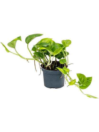 Epipremnum pinnatum Global Green- Green Pothos