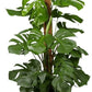 Monstera deliciosa - Swiss Cheese Plant