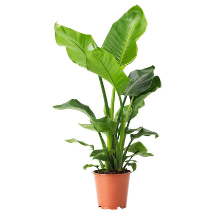 Strelitzia Nicolai