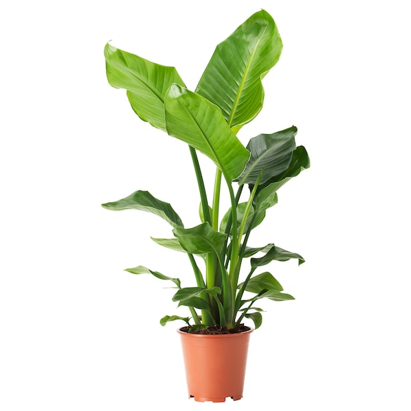 Strelitzia Nicolai Alba