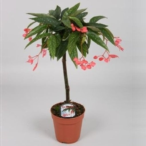 Begonia Tamaya - Cane Begonia