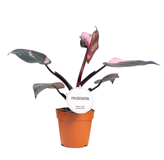 Philodendron Burgundy Princess
