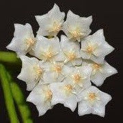 Hoya Linearis - Wax Flower Plant