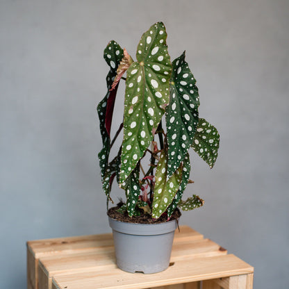 Begonia Maculata - Begonia Polka Dot