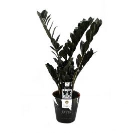 Zamioculcas zamiifolia Raven- Black ZZ Plant